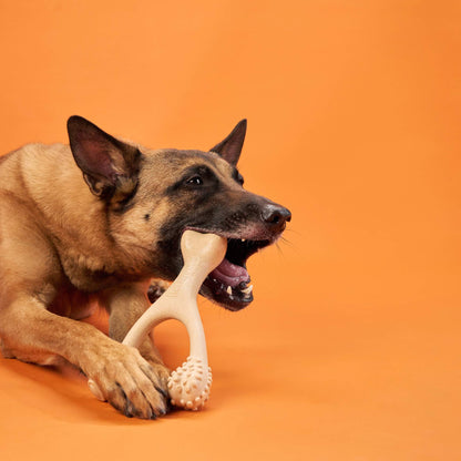 Dog chewing on a bone-shaped toy against an orange background