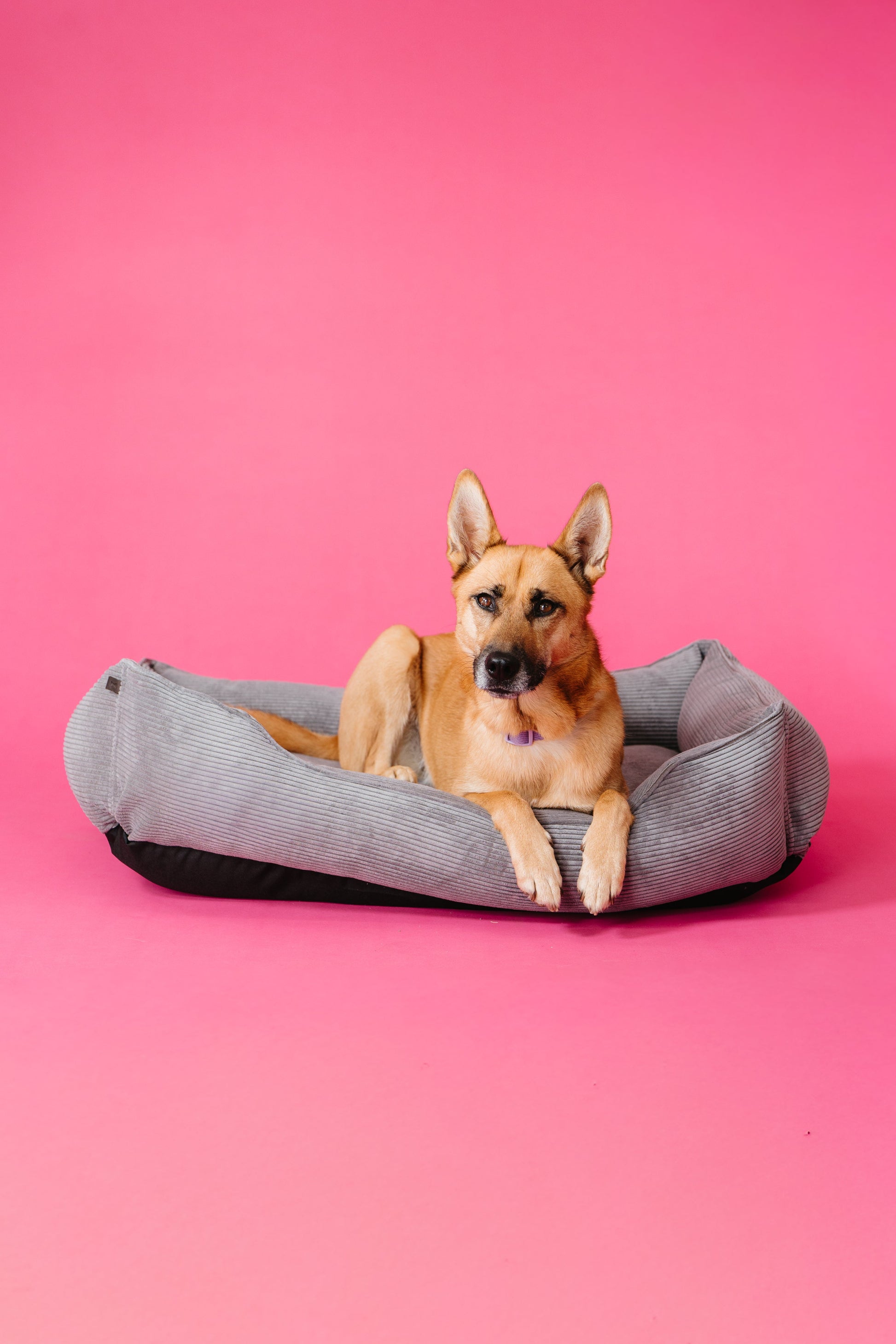 Dog lying on a gray pet bed against a pink background