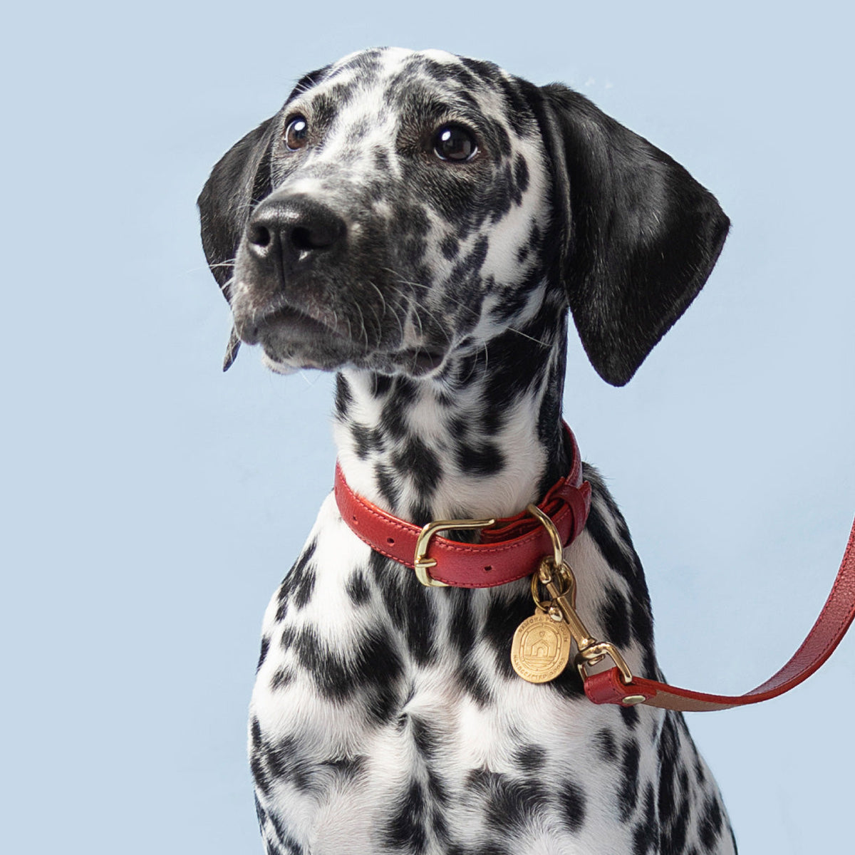 Dalmatian wearing the Ramona For You Mars Collar