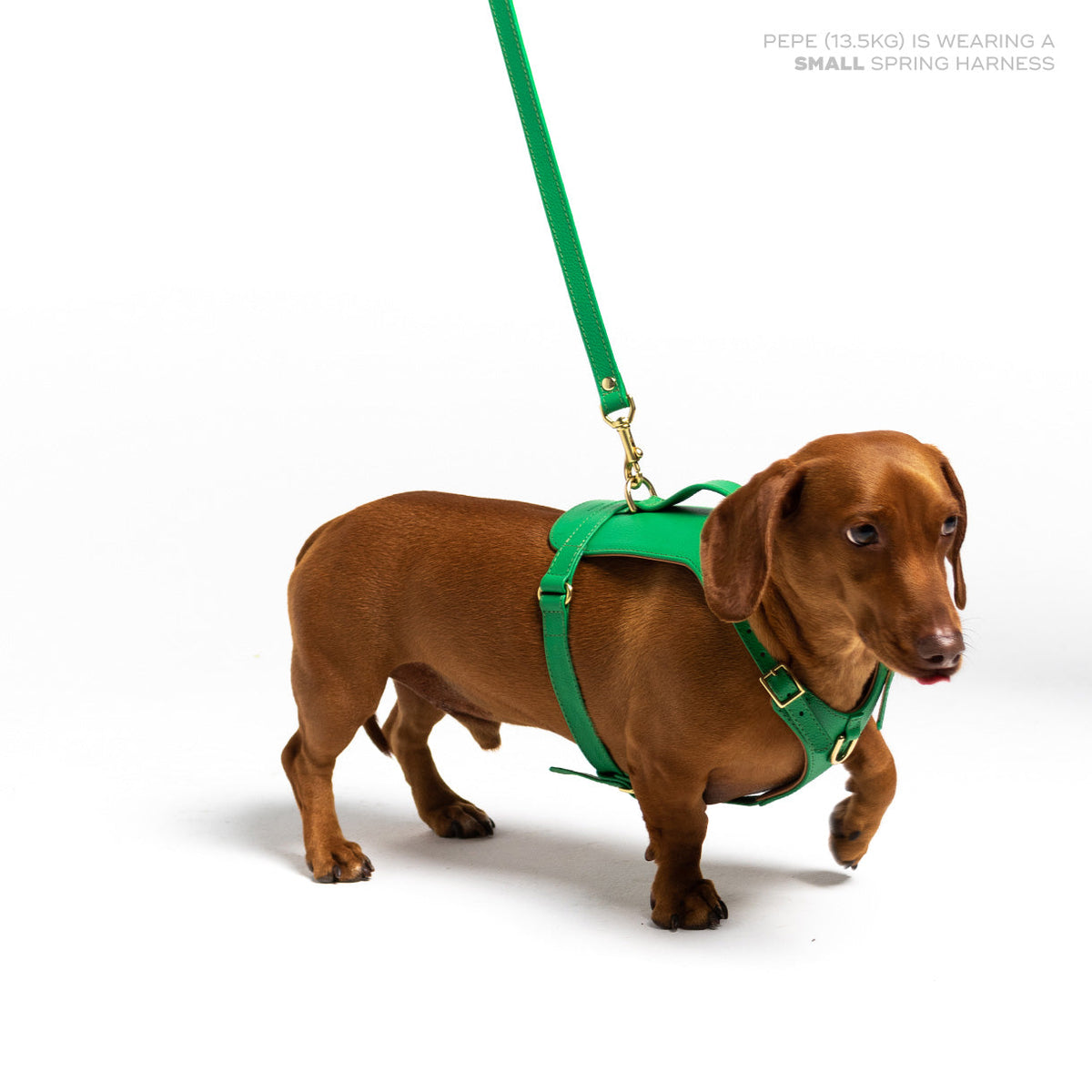 Dog wearing the Spring Heritage leather harness