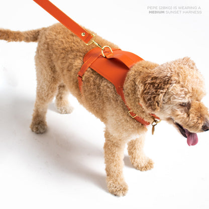 Dog wearing the Sunset Heritage leather harness