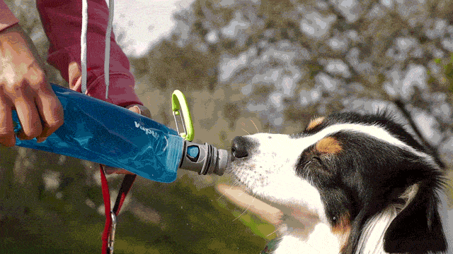 Vapur EZ Lick portable dog water bottle in use