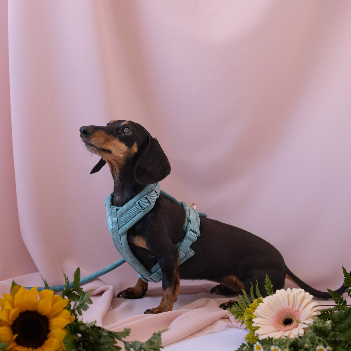 Dog wearing a FURLOU Comfort Dog Harness - Blue in a lifestyle photo