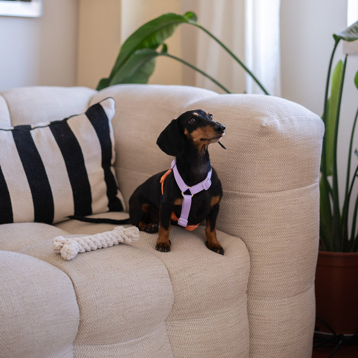 Dog wearing the FURLOU Lavender and Terracotta harness