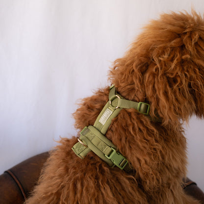 Dog wearing a FURLOU Comfort Dog Harness - Green in a lifestyle photo