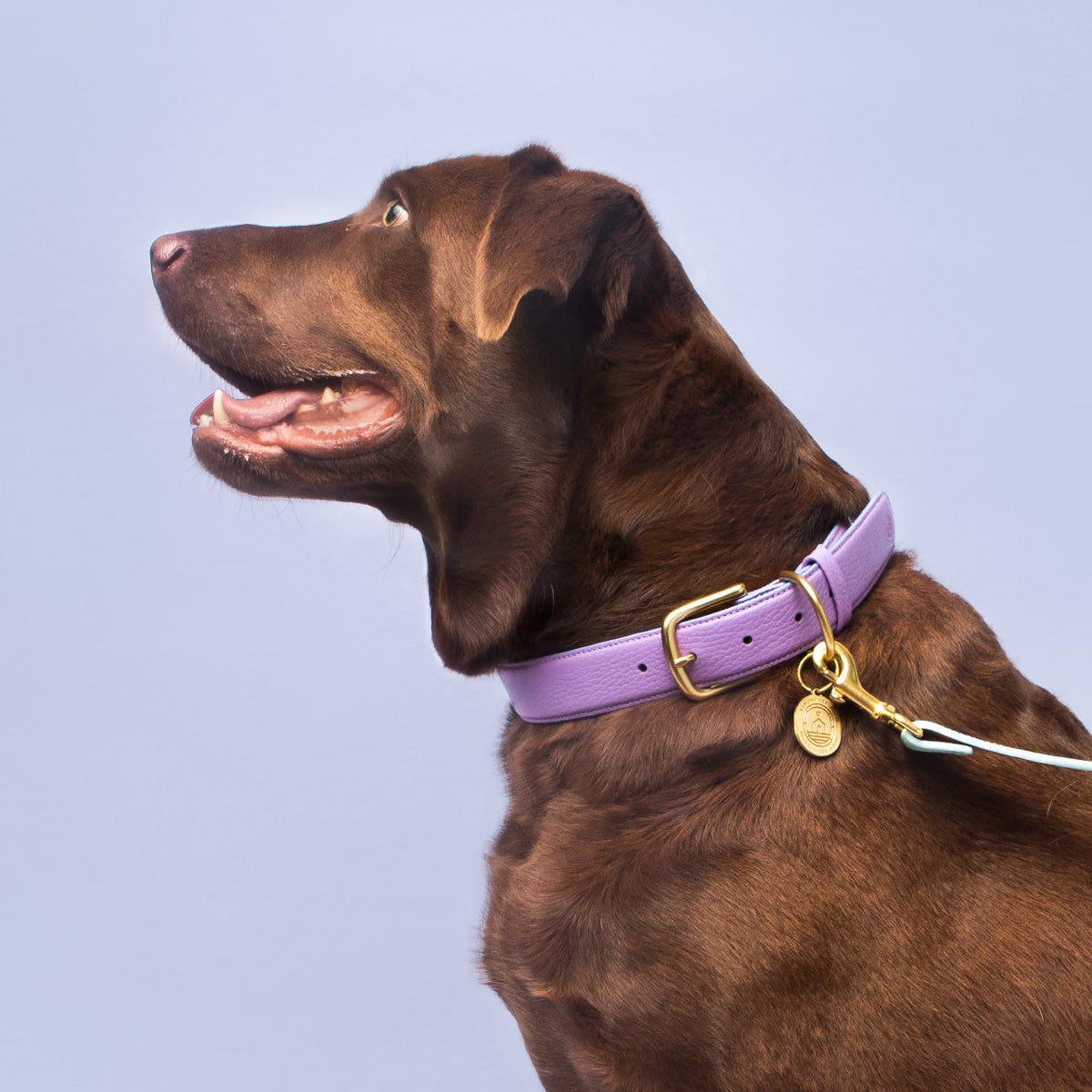 Fairy Collar in use