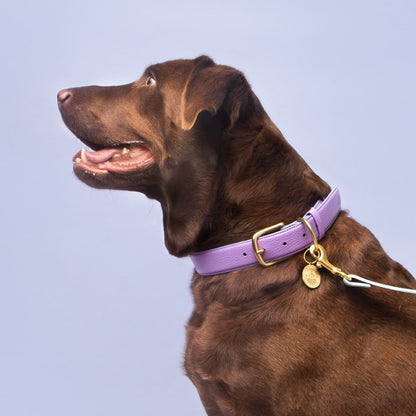 Fairy Collar in use