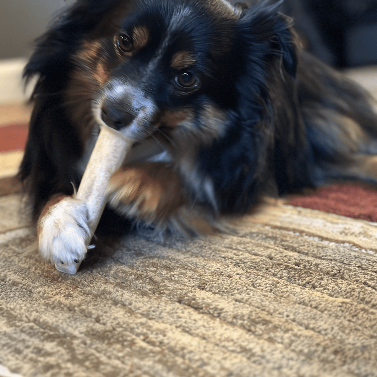 Dog with Farm To Pet whole elk antler chew