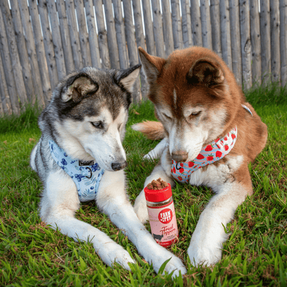 Suplemento alimenticio para perros Treat Topper de carne de res | Suplemento en polvo para mascotas