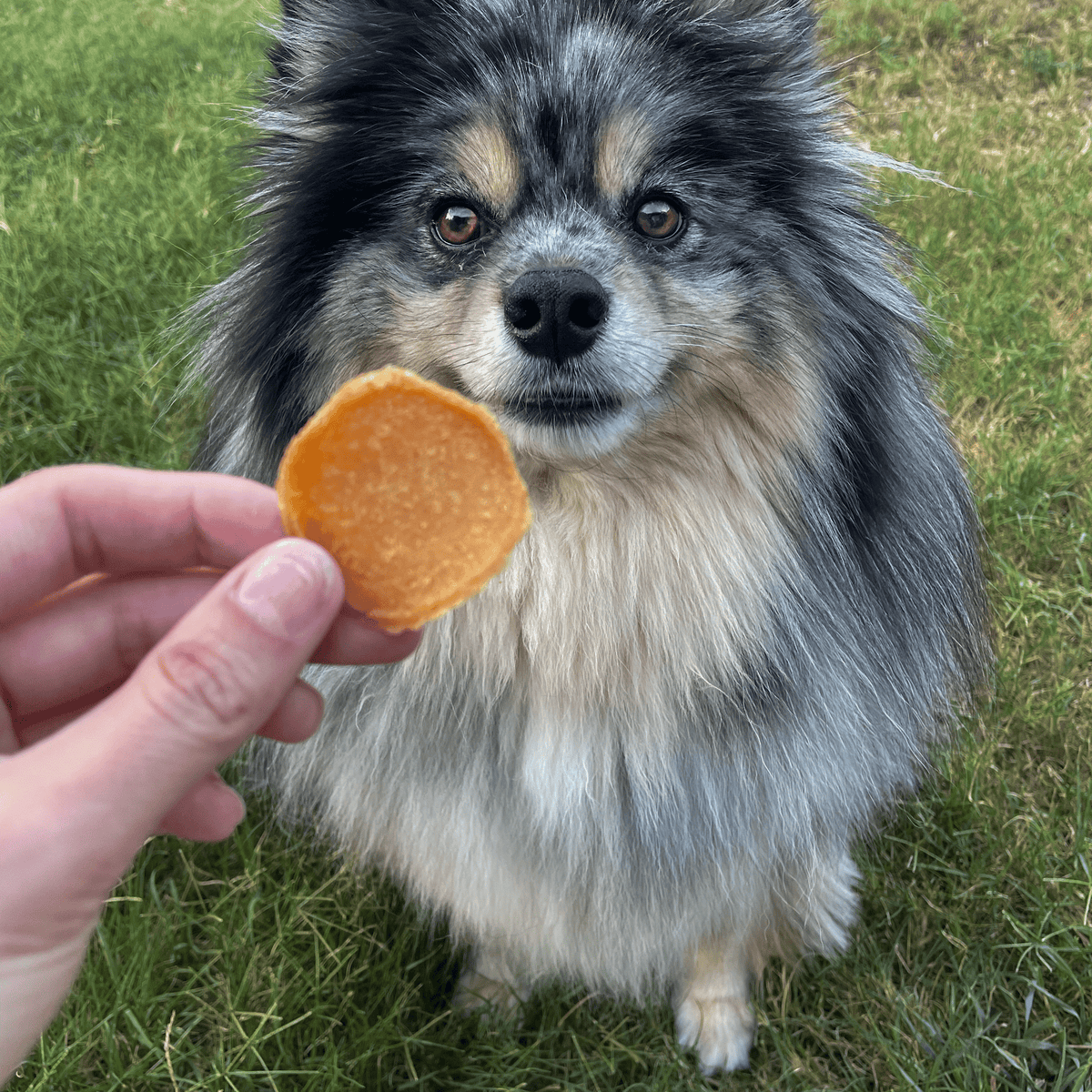 Dog sitting beside Farm To Pet Chicago Chicken Chips