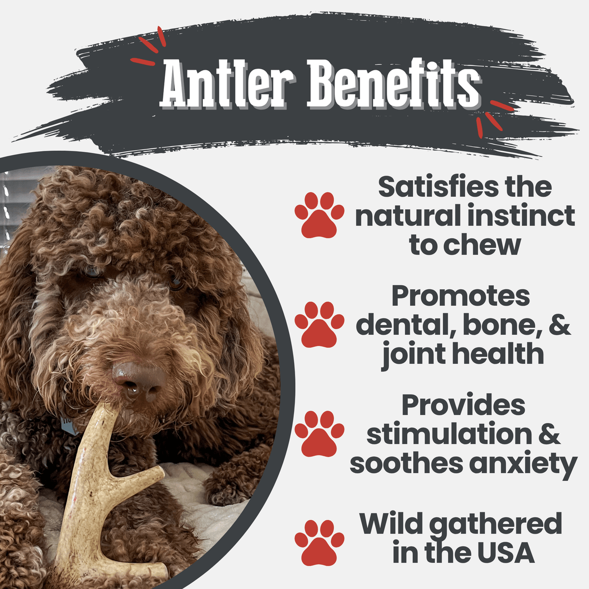 Astas enteras de venado para perros