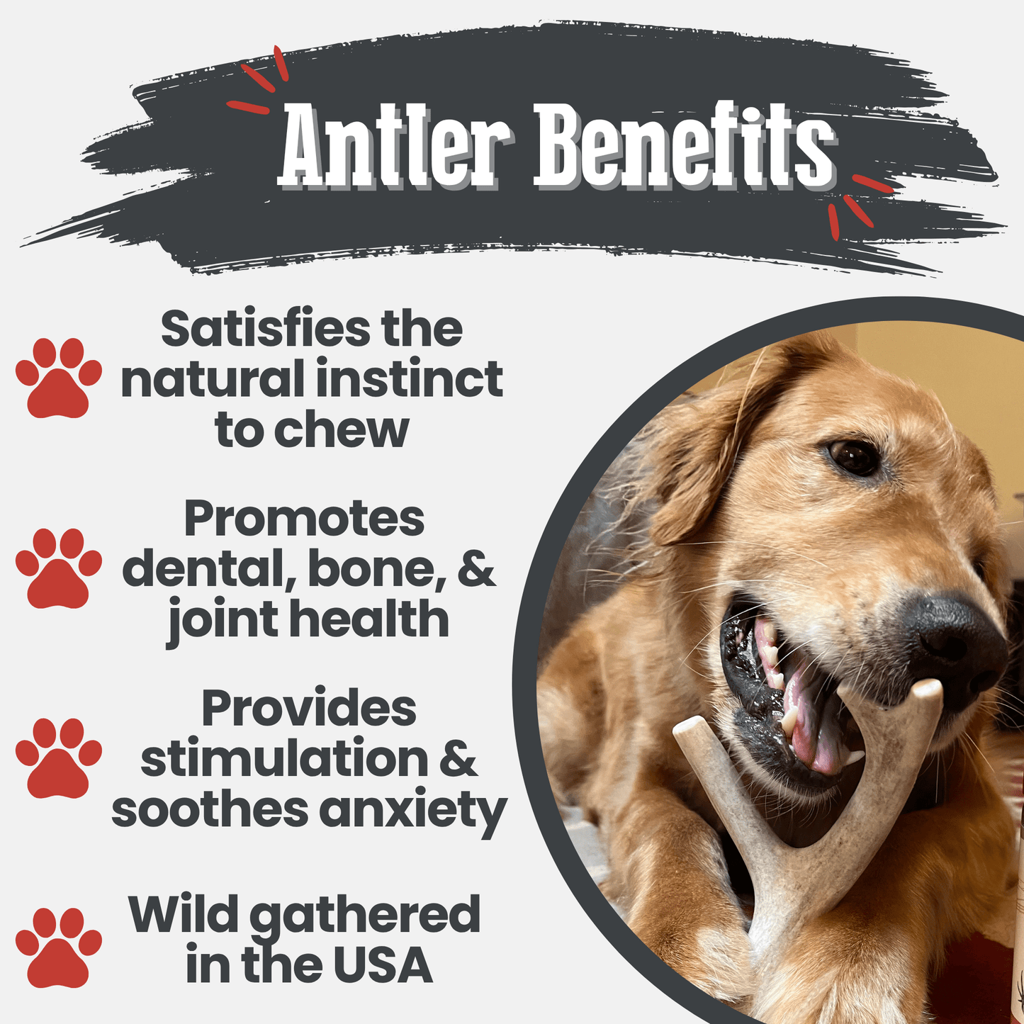 Astas enteras de venado para perros