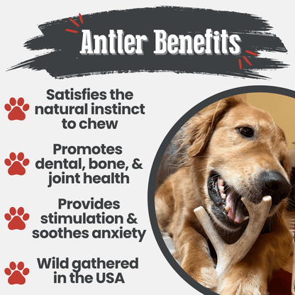 Astas enteras de venado para perros