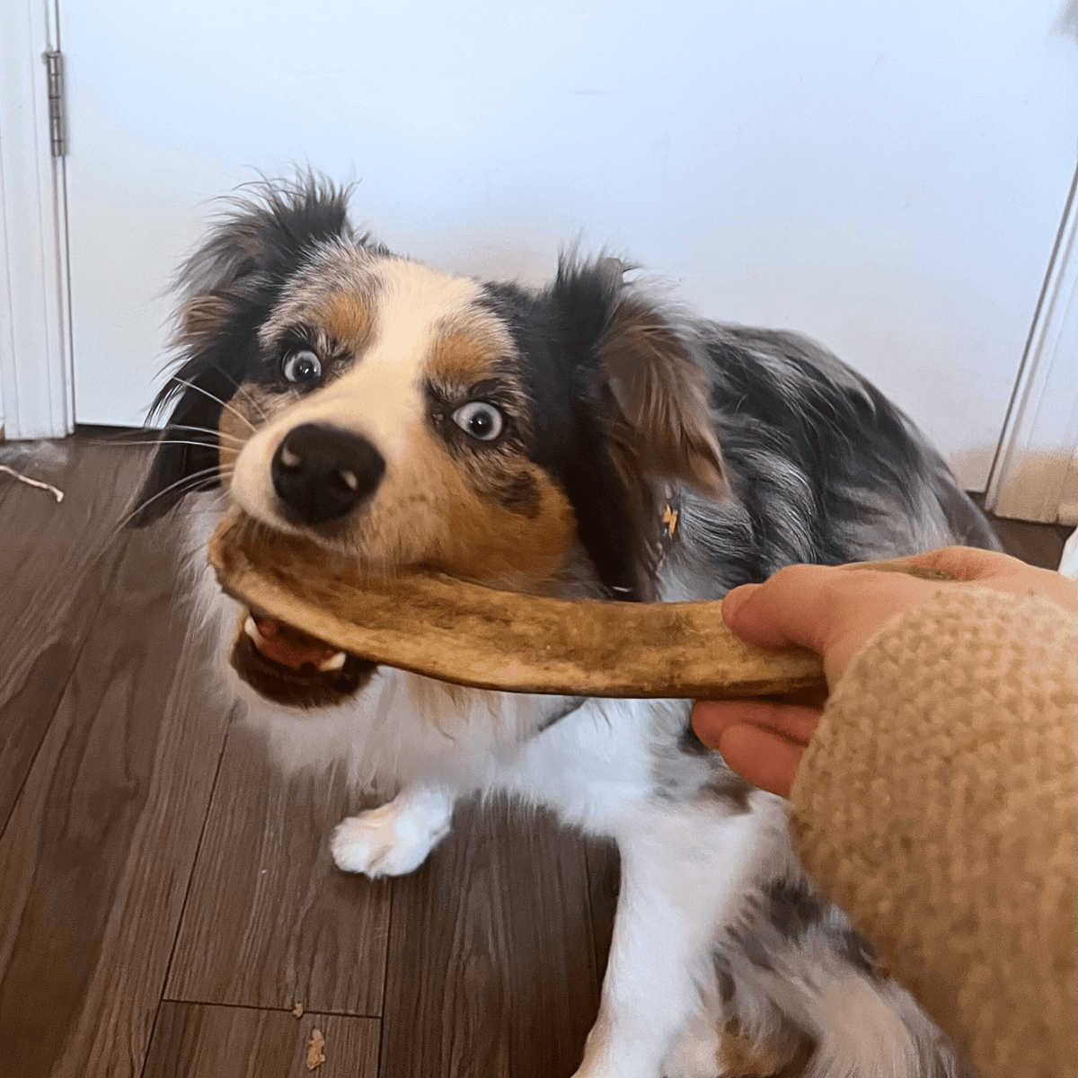 Farm To Pet split small reindeer antler dog chew product detail
