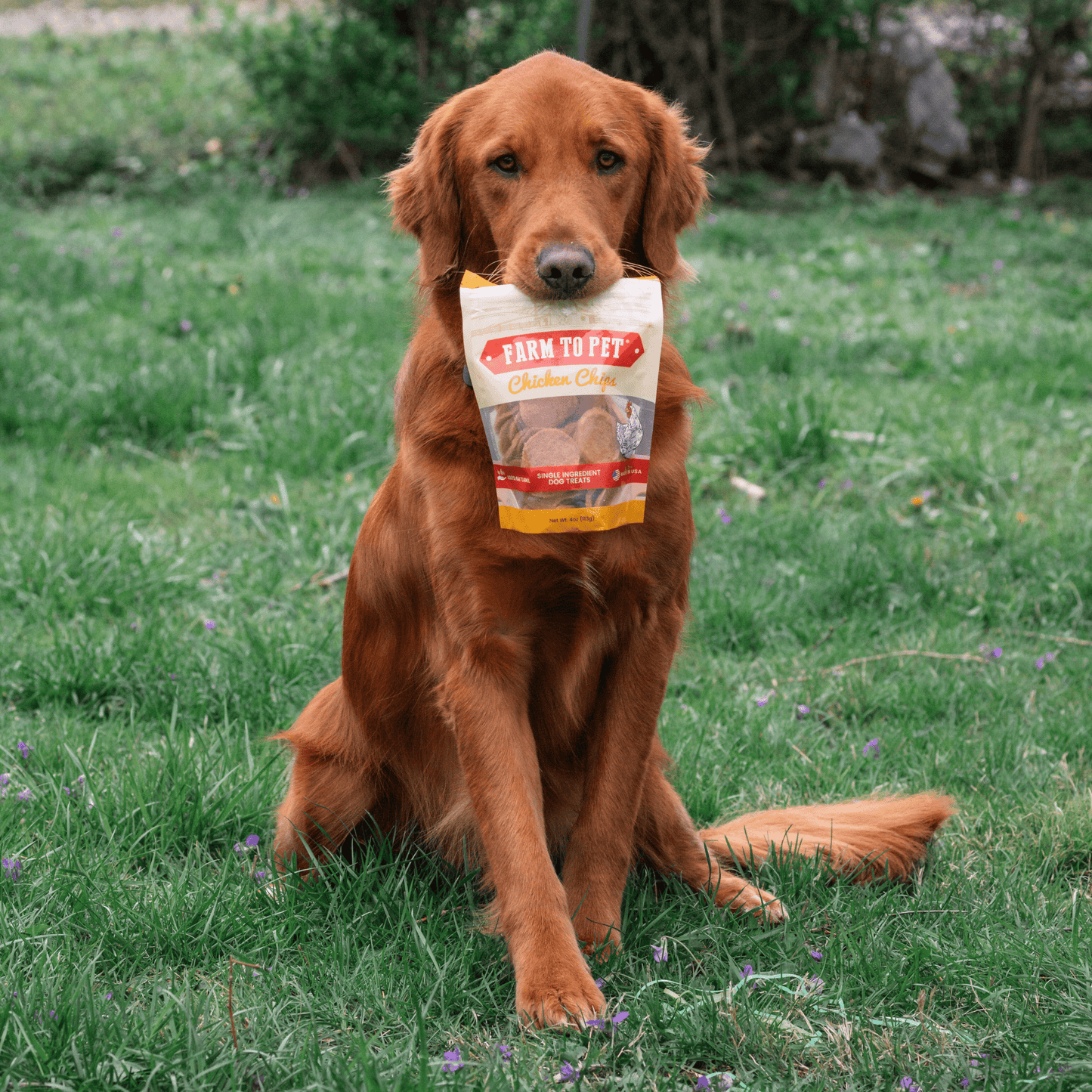 Dog holding a bag of Farm Topper chicken chow in a grassy field