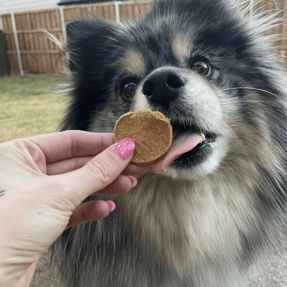 Dog with a treat held by a person outdoors