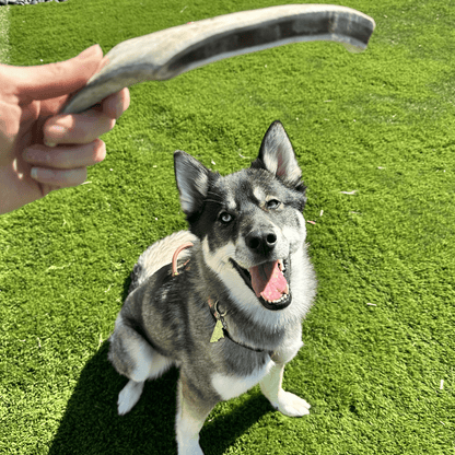 Front product view of Farm To Pet split large reindeer antler dog chew
