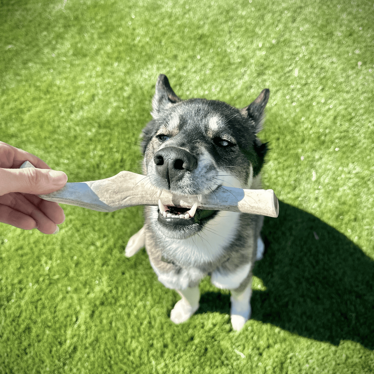 Dog with Farm To Pet split large reindeer antler chew
