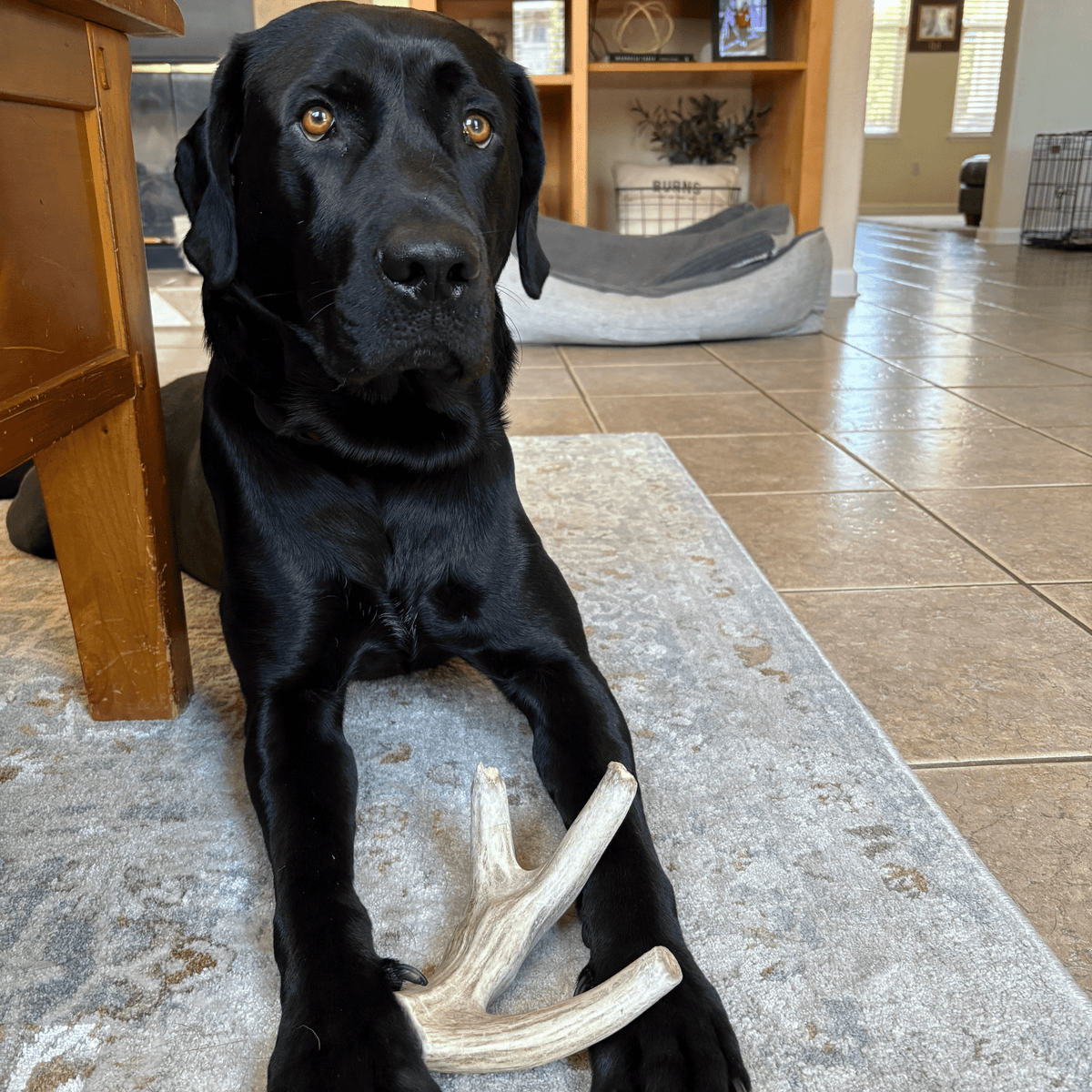 Astas enteras de venado para perros