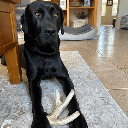 Astas enteras de venado para perros