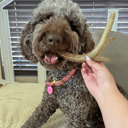 Astas enteras de venado para perros