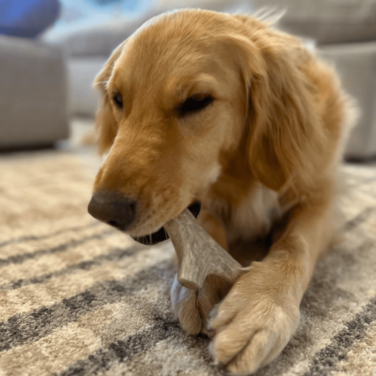 Astas enteras de venado para perros