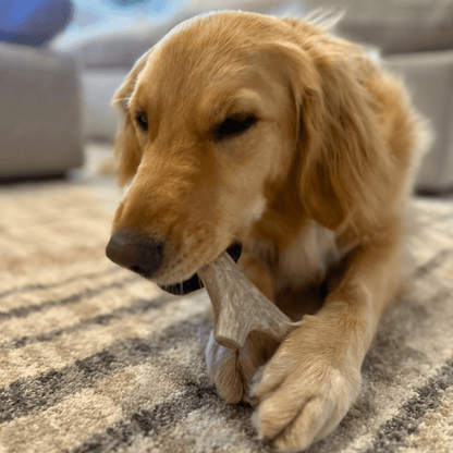 Astas enteras de venado para perros