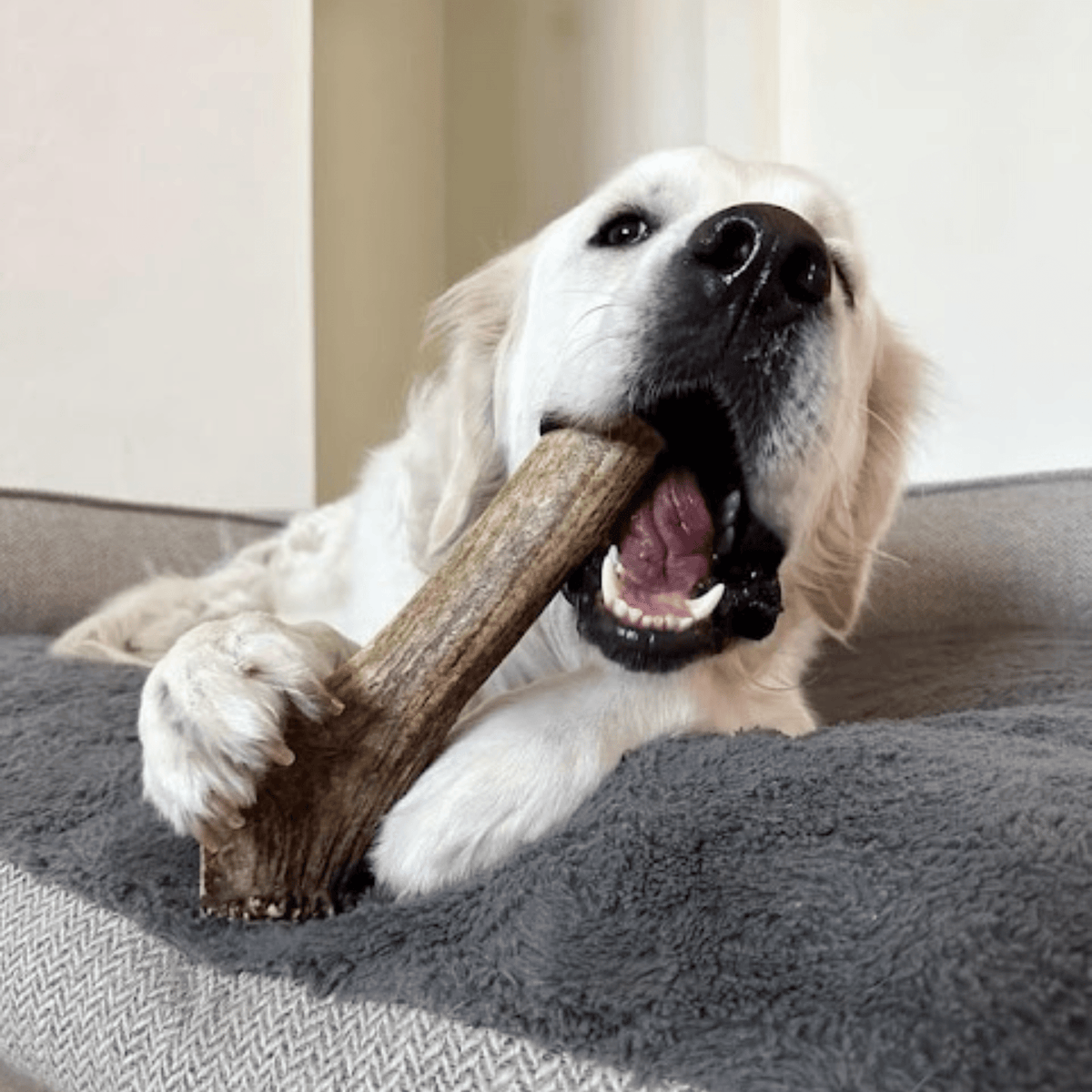 Dog with Farm To Pet whole large elk antler chew