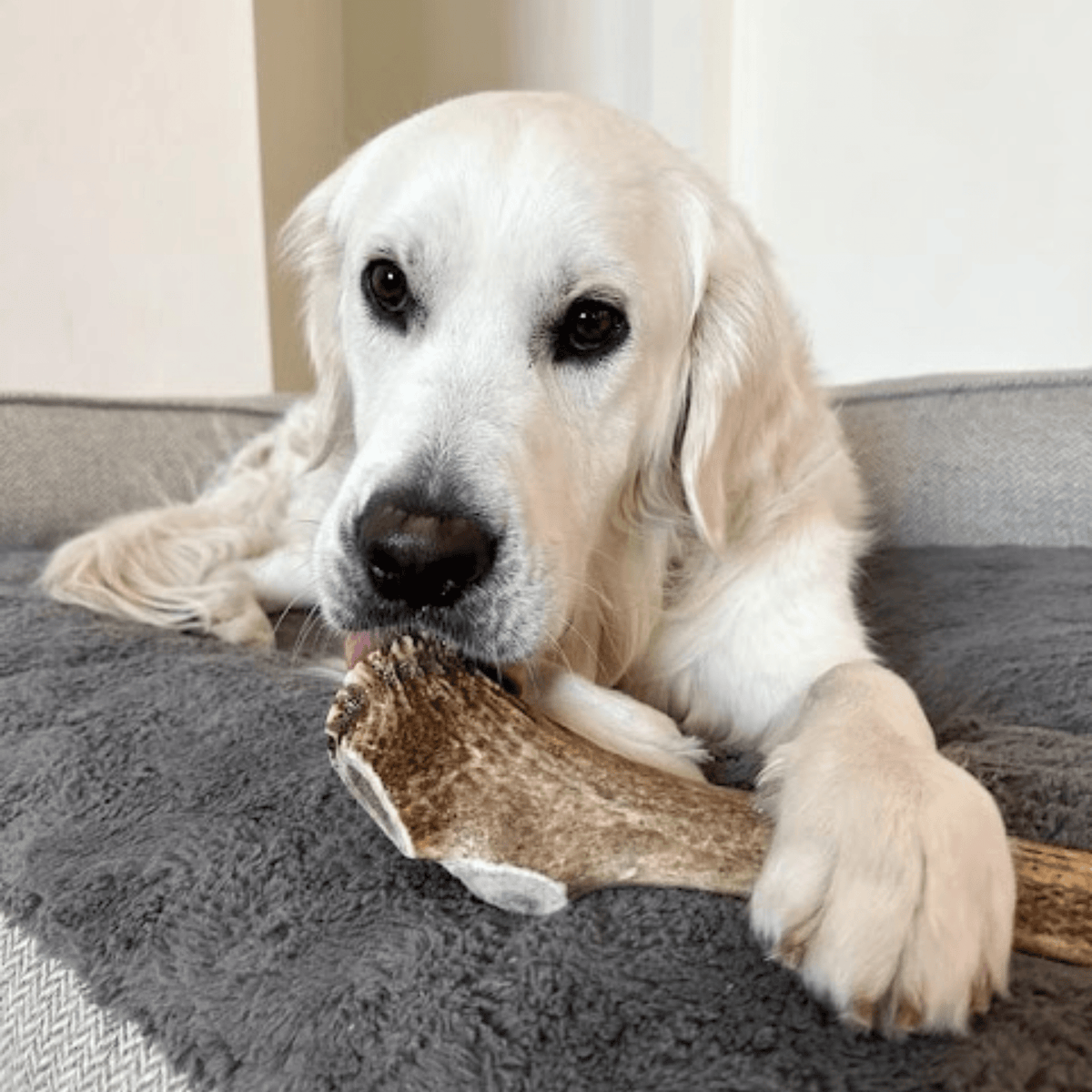 Dog with Farm To Pet whole large elk antler chew