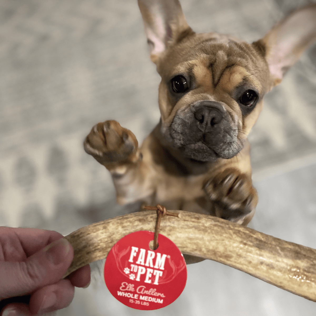 Dog with Farm To Pet whole medium elk antler chew