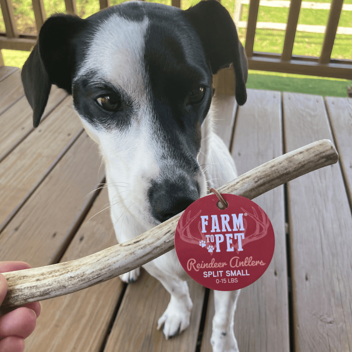 Farm To Pet split small reindeer antler dog chew product detail