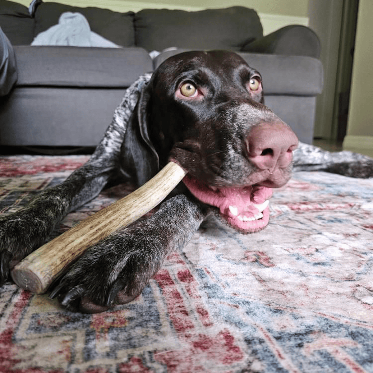 Farm To Pet whole large reindeer antler dog chew product detail