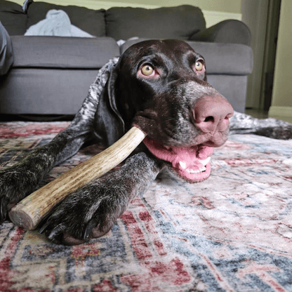 Farm To Pet whole large reindeer antler dog chew product detail