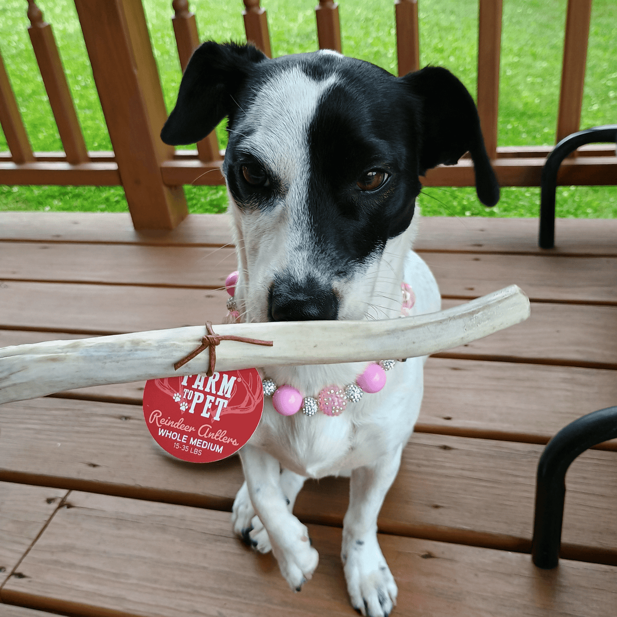 Dog with Farm To Pet whole medium reindeer antler chew