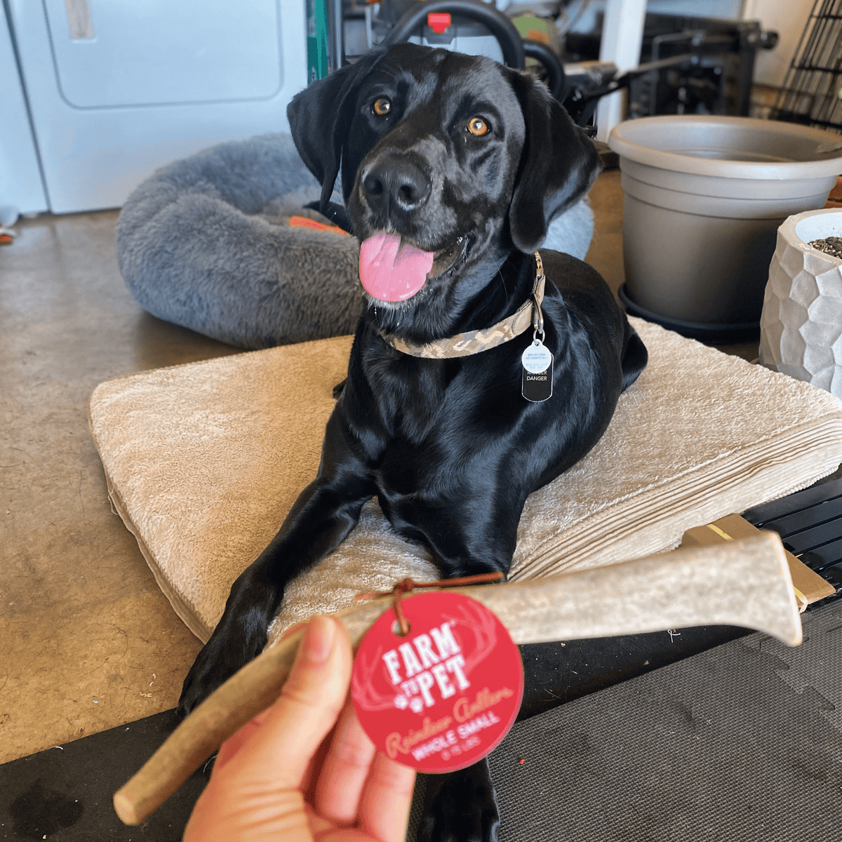 Dog with Farm To Pet whole small reindeer antler chew