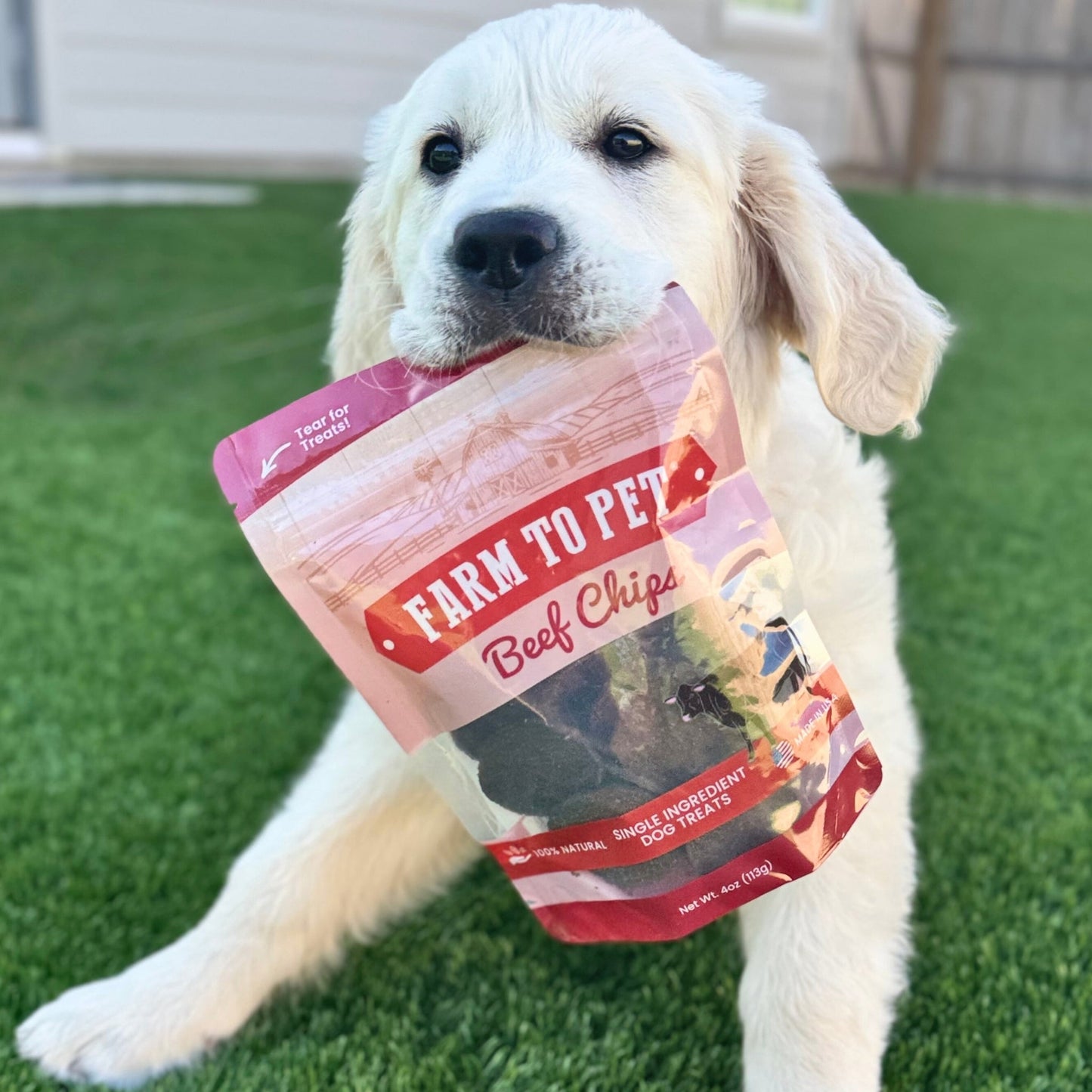 Dog holding a 'Farm to Pet' beef chips package on grass