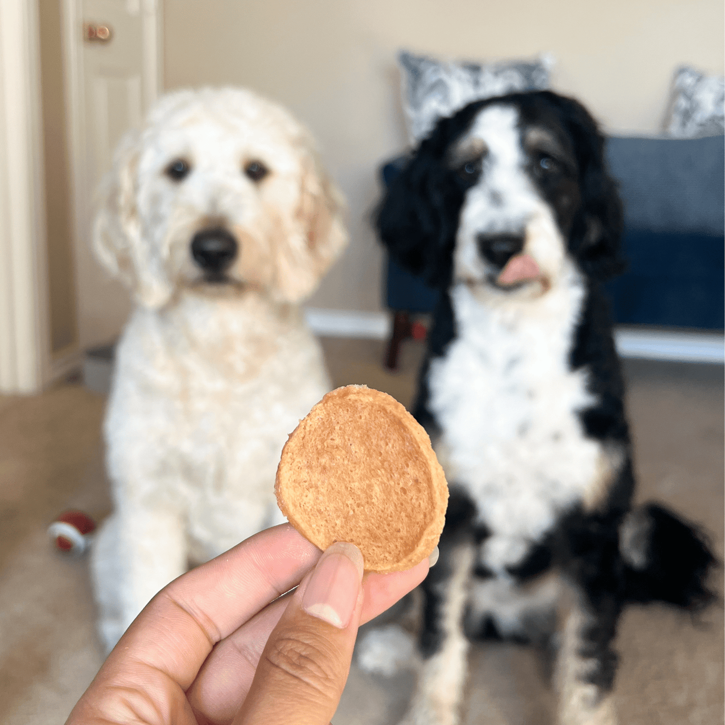 Person holding a dog treat in front of two dogs sitting on a couch.