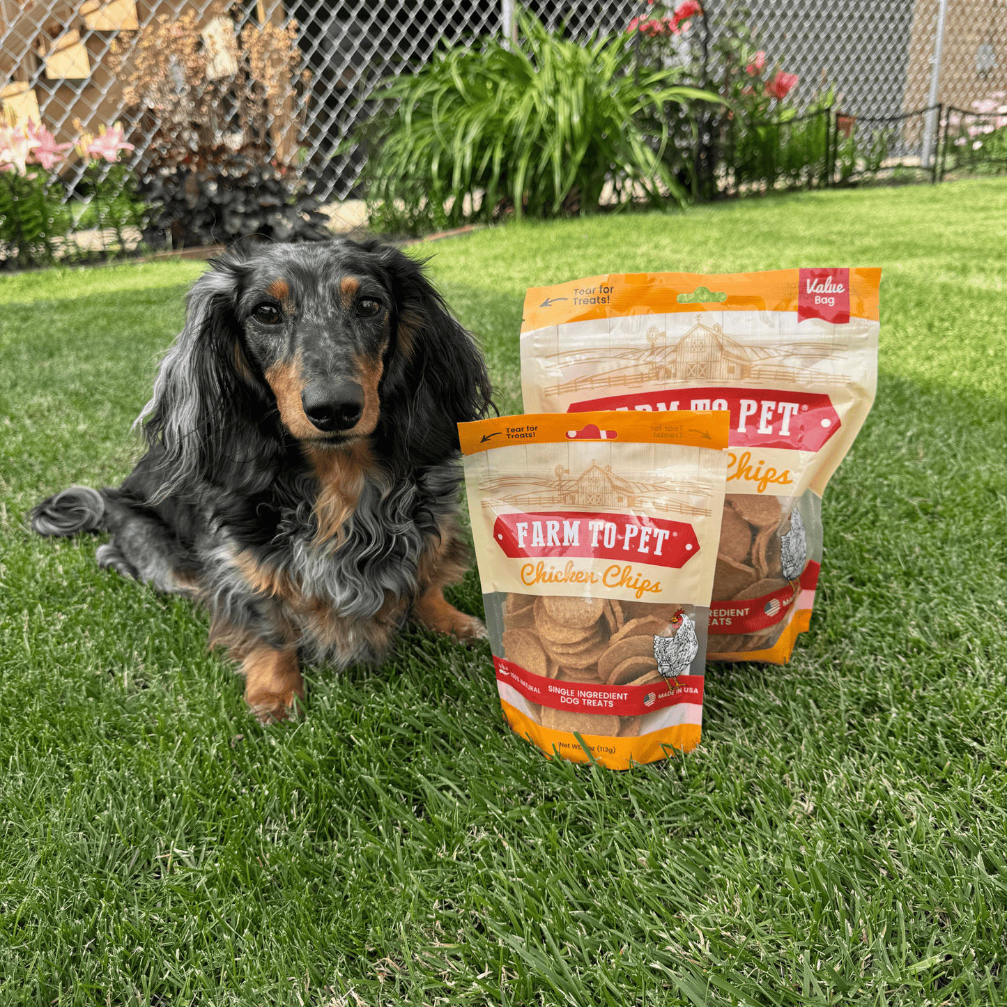 Dog sitting on grass with Farm to Pet Chicken Chips packages in front