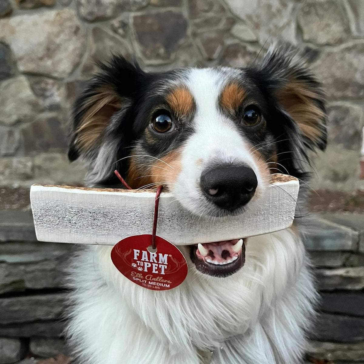 Dog with Farm To Pet split medium elk antler chew