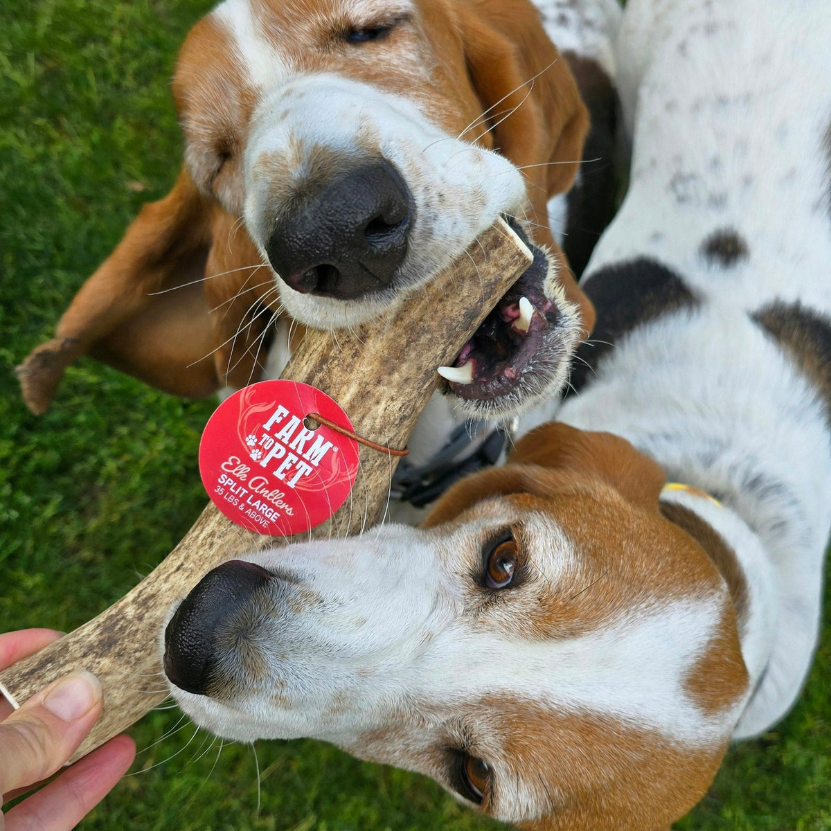 Dog with Farm To Pet split large elk antler chew