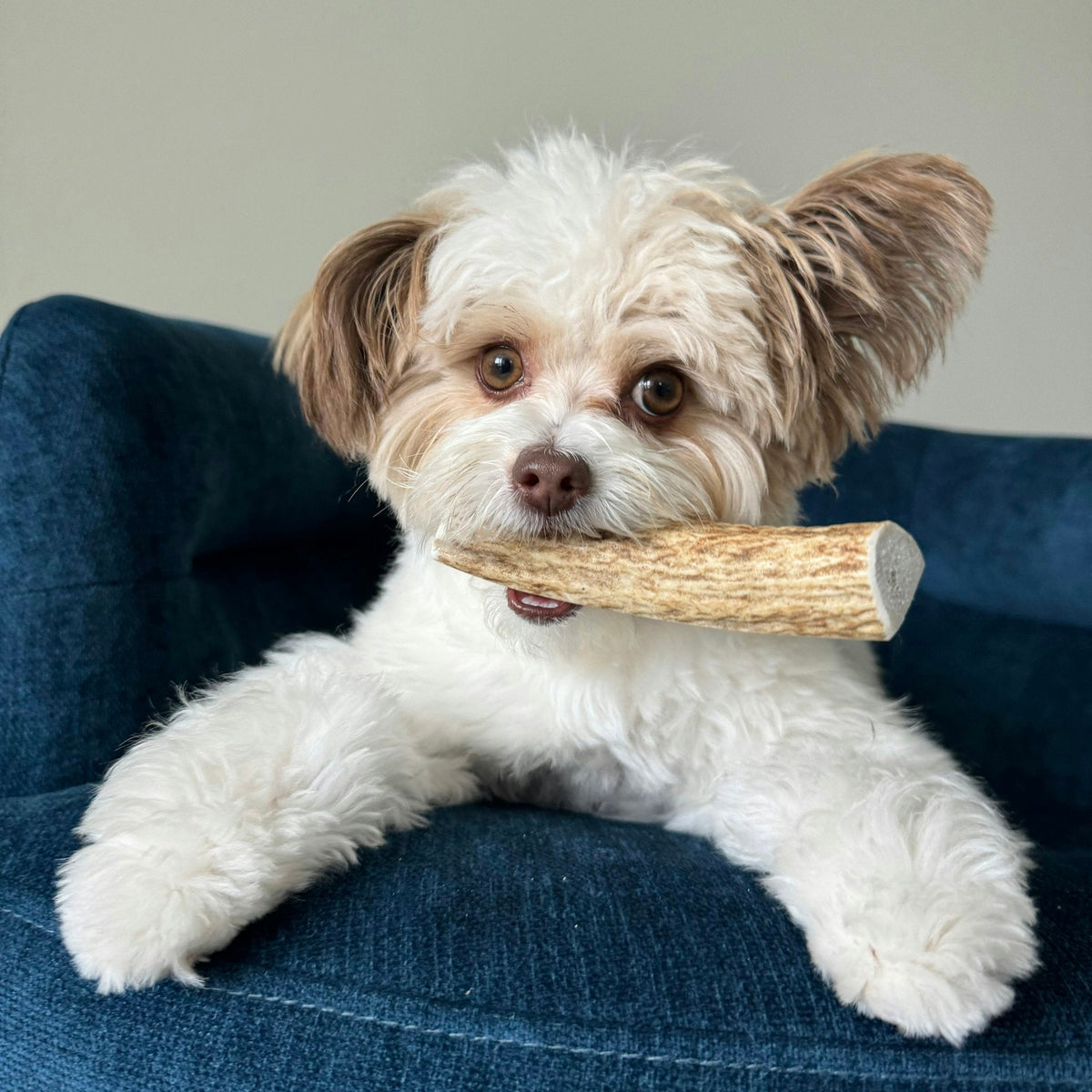 Dog with Farm To Pet split small elk antler chew
