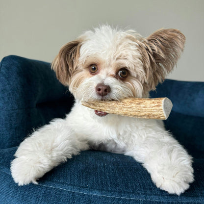 Dog with Farm To Pet split small elk antler chew