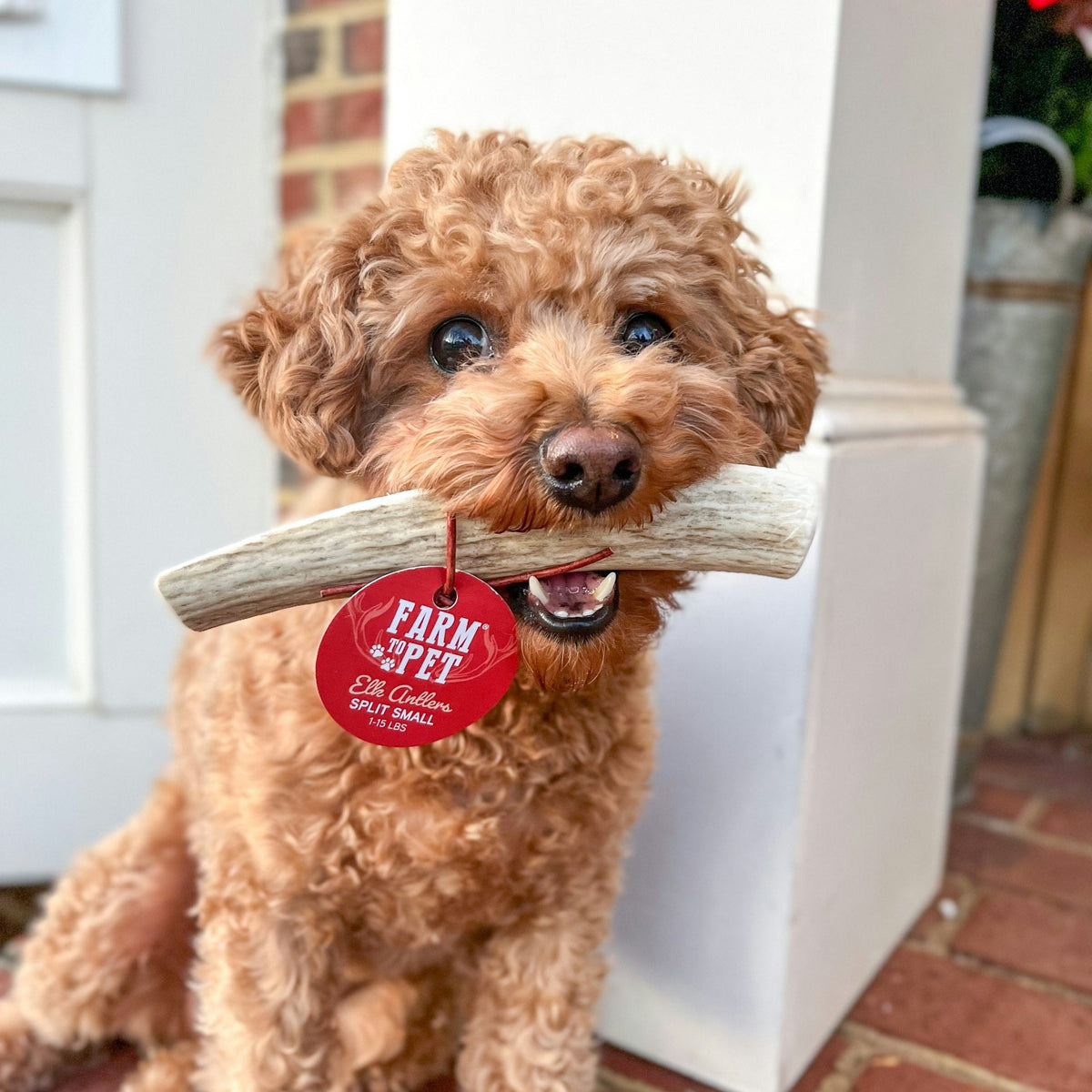Dog with Farm To Pet split small elk antler chew