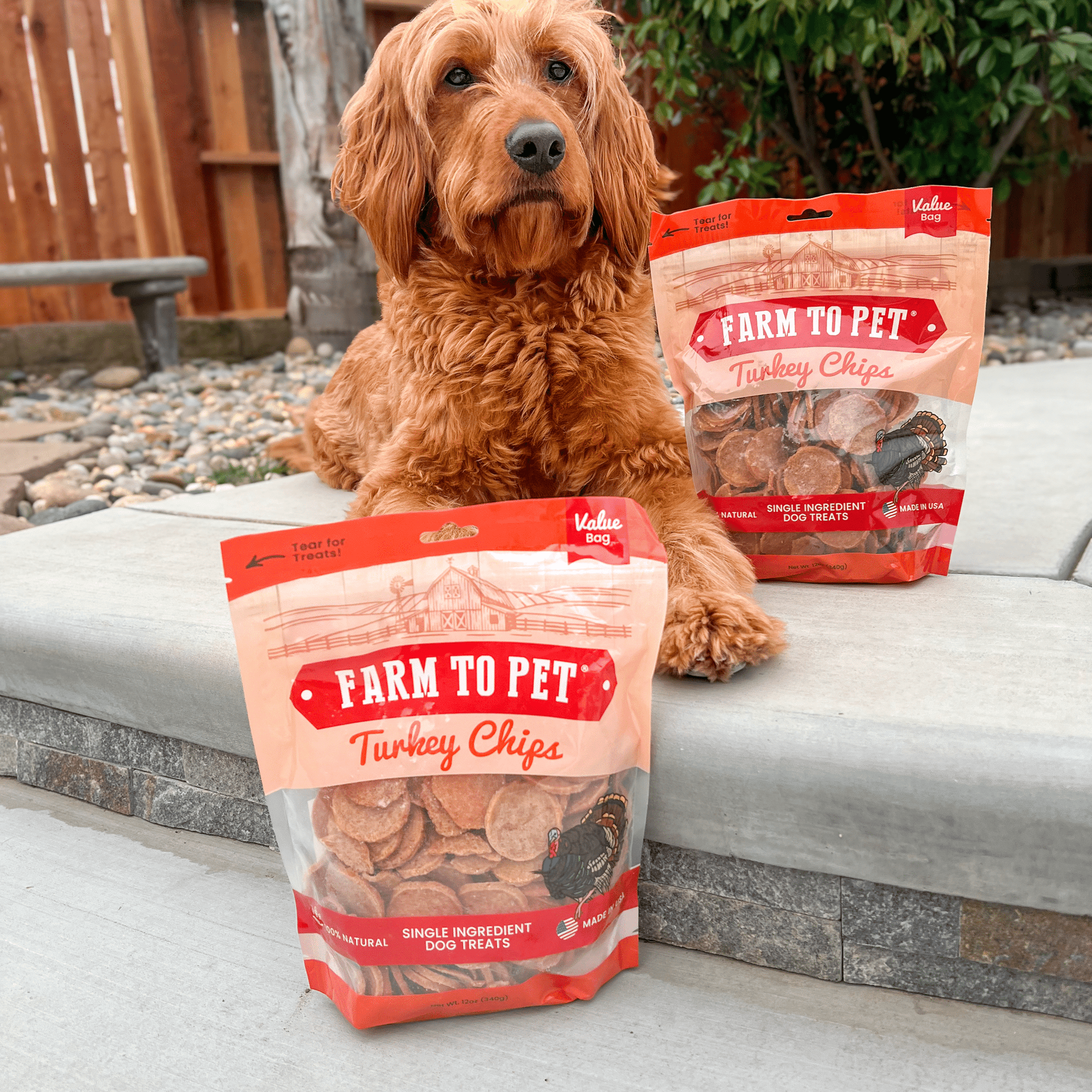 Dog sitting on a stone surface with two packages of Farm to Pet Turkey Chips in front of it.