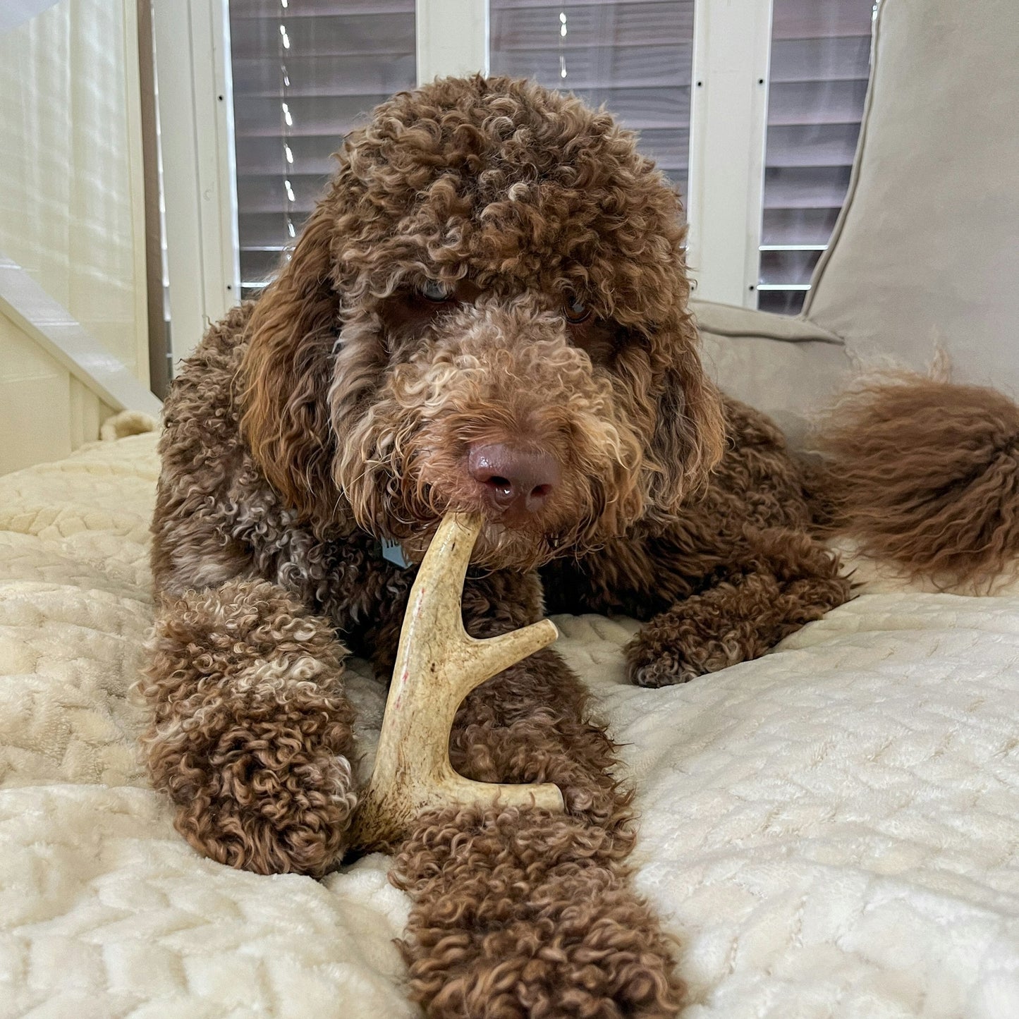 Astas enteras de venado para perros