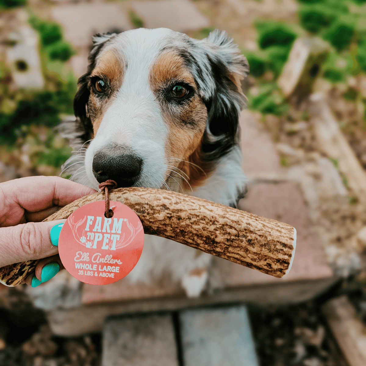 Dog with Farm To Pet whole large elk antler chew