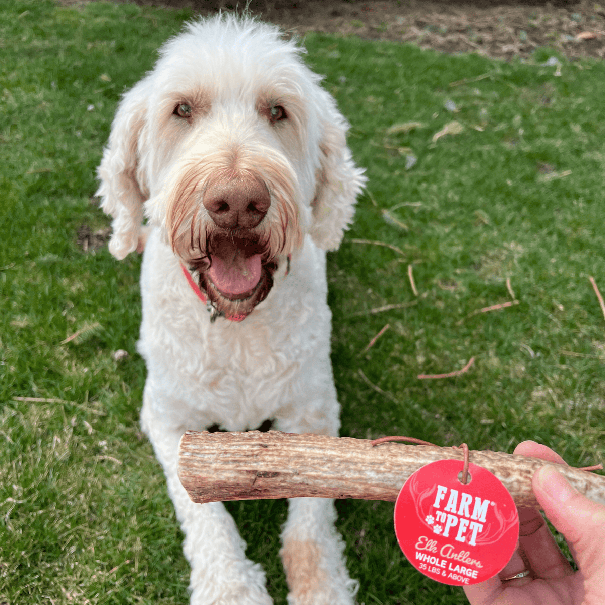 Dog with Farm To Pet whole large elk antler chew