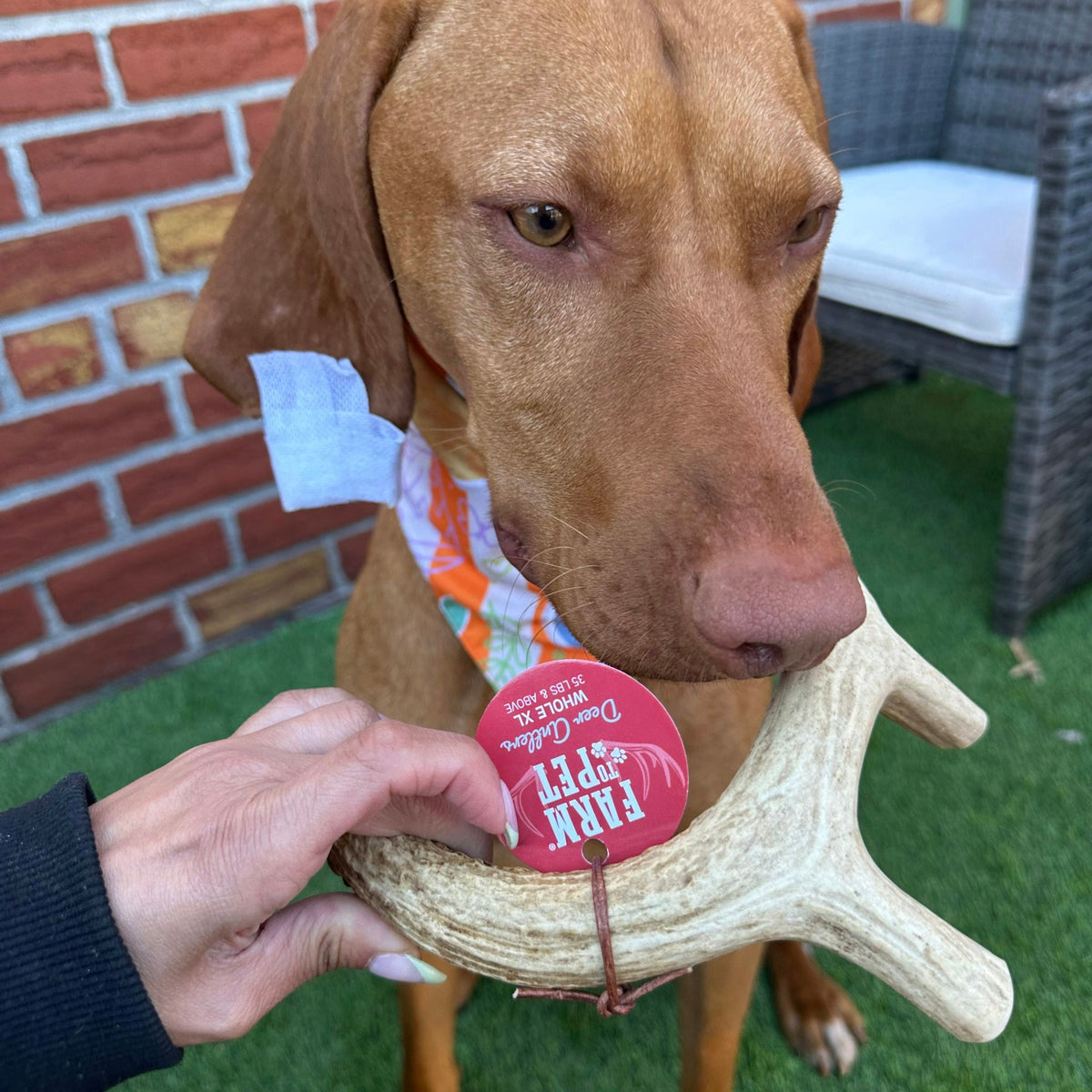 Astas enteras de venado para perros