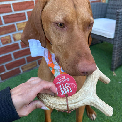 Astas enteras de venado para perros