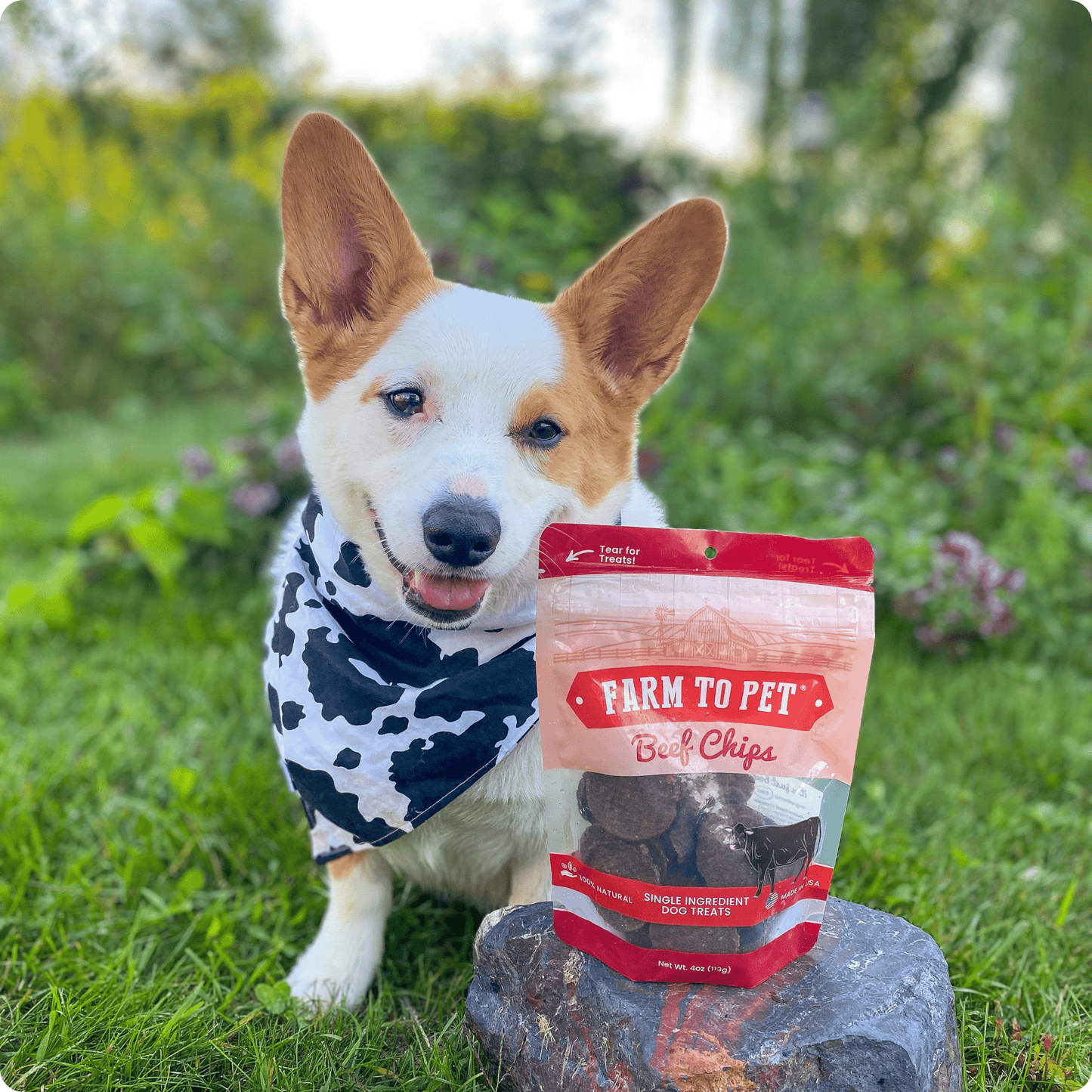 Dog holding a bag of 'Farm to Pet' beef chips in a grassy outdoor setting